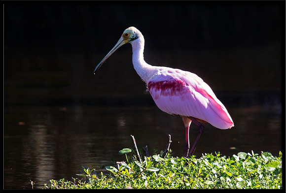 Roseate Spoonbill