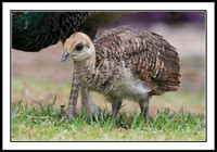 Peachick