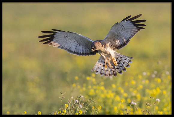 Northern Harrier