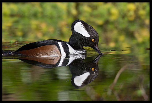 Hooded Merganser