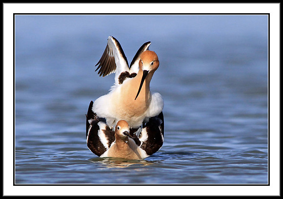 Avocets mating