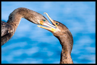 Neotropic Cormorant