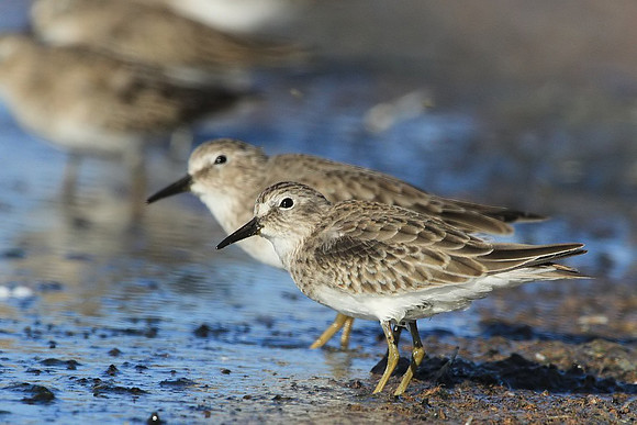 Sandpipers