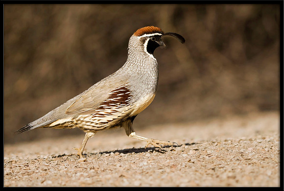 Gambel's Quail