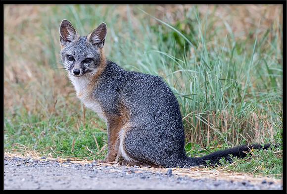 Grey Fox