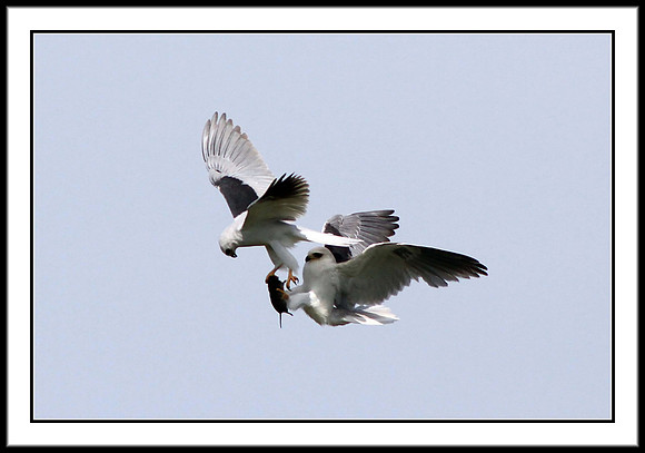 Kite Food Exchange: 3 of 11