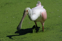 Roseate Spoonbill