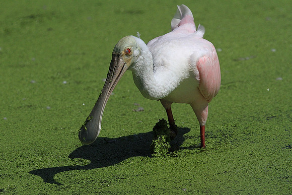 Roseate Spoonbill