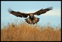 Golden Eagle
