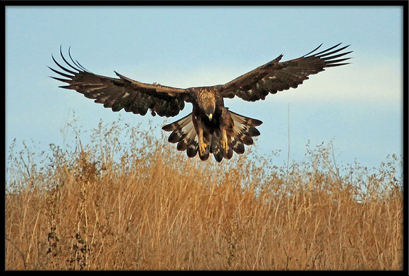 Golden Eagle