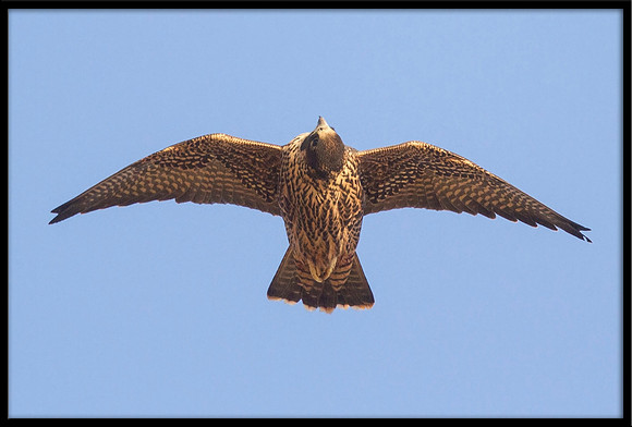 Peregrine Falcon chick looking up at sibling