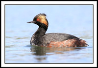 Eared Grebe