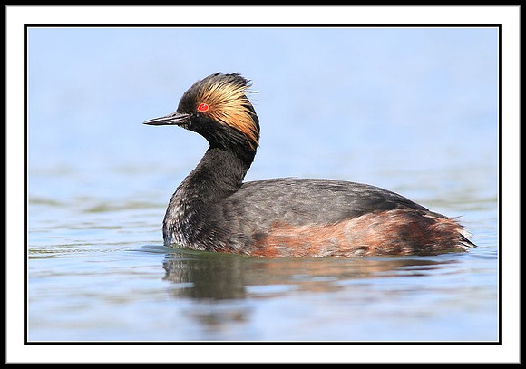 Eared Grebe