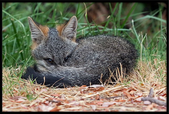Grey Fox
