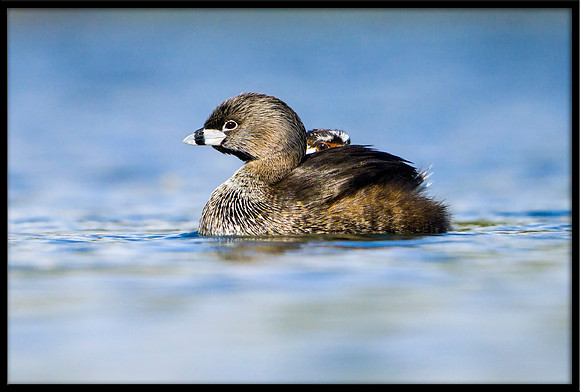 Pied-billed Grebe and chick