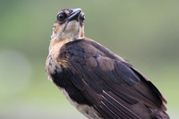 Boat-tailed Grackle (immature)