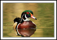 Wood Duck
