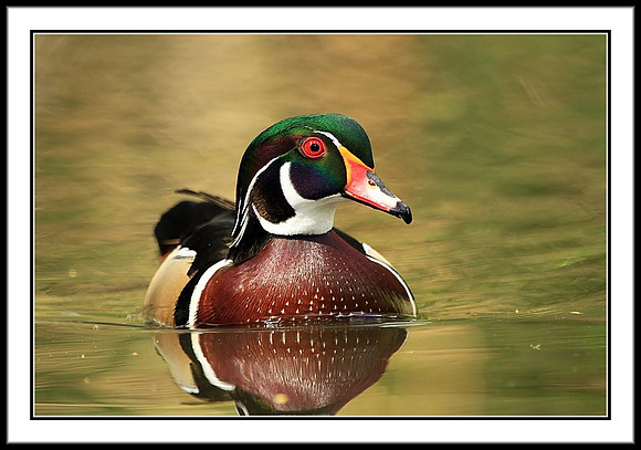 Wood Duck