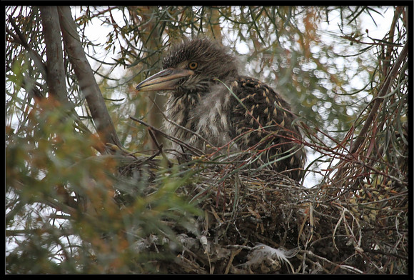 Black-crowned Night Heron juvi in nest