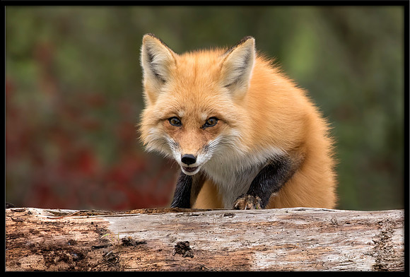 Red Fox