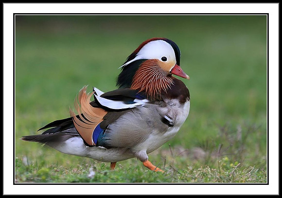 Mandarin Duck