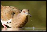 Mourning Dove
