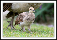 Peachick