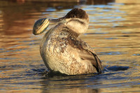 Duck with a clam stuck on its beak