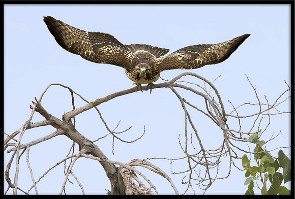 Red-tailed Hawk