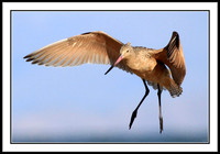 Marbled Godwit