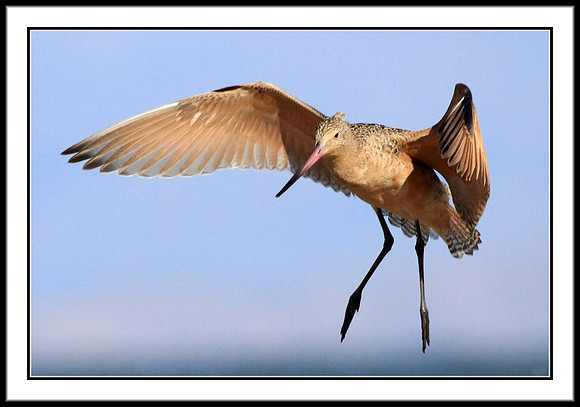Marbled Godwit