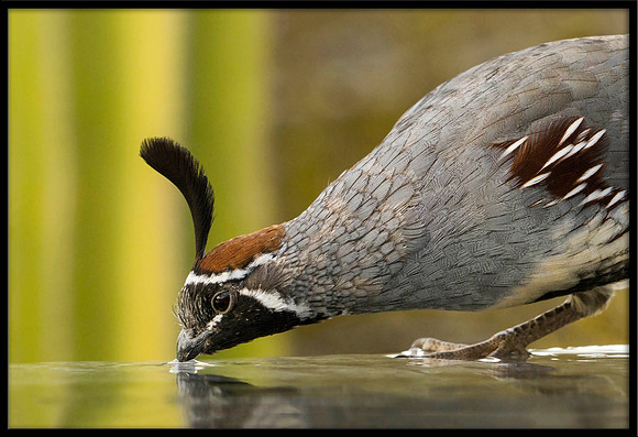 Gambel's Quail