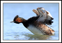 Eared Grebe