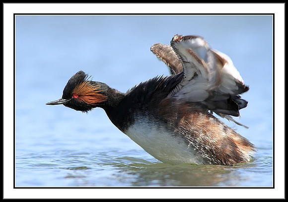 Eared Grebe
