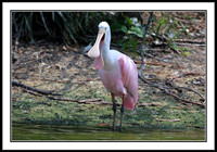Roseate Spoonbill