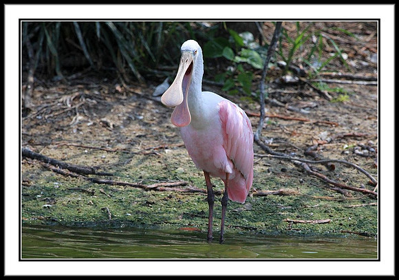 Roseate Spoonbill