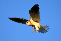 White-tailed Kite - juvenile