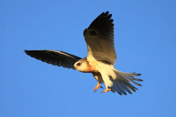 White-tailed Kite - juvenile