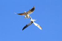 White-tailed Kites -- food exchange