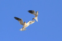White-tailed Kites -- food exchange
