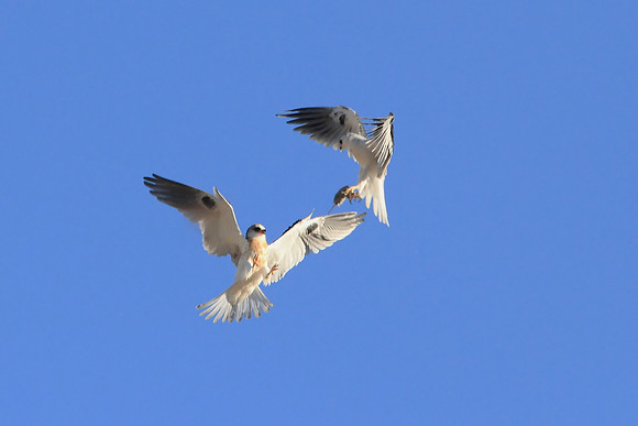 White-tailed Kites -- food exchange