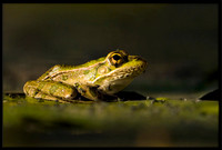 Rio Grande Leopard Frog