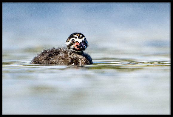 Pied-billed Grebe chick