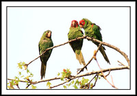 Wild Parrots in Temple City, CA