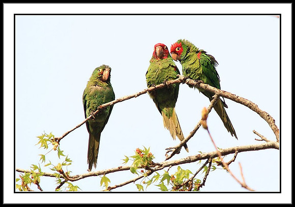 Wild Parrots in Temple City, CA