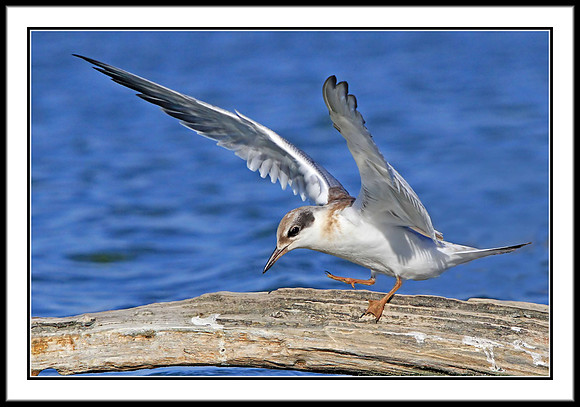 Tern (juvenile)