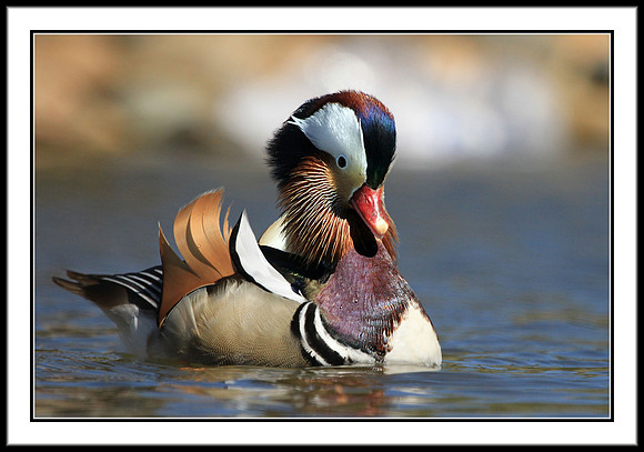 Mandarin Duck