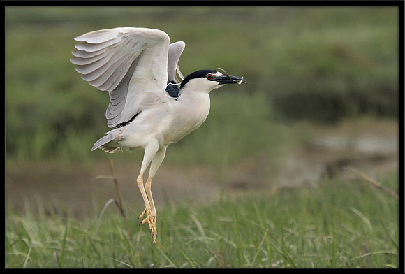 Black-crowned Night Heron takes off with nesting material