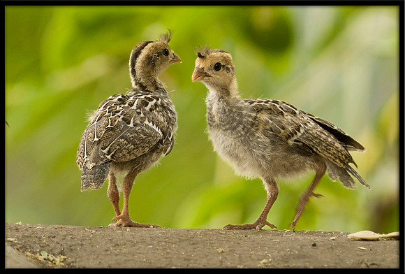 Gambel's Quail juvies