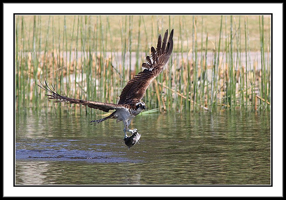 Osprey